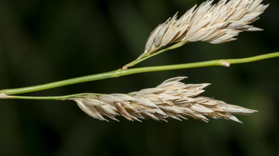 Poaceae ambiente umido montano: Phalaris arundinacea